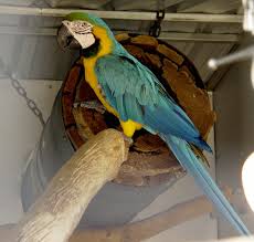 Image result for baby macaw parrot for sale