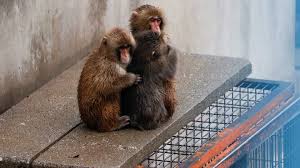 Punch the Monkey: From Lonely Orphan to Social Butterfly