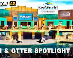 Image of SeaWorld San Antonio Otter Encounter program