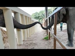 Freedom! Kaavan The Elephant Touches Trunks With Female ...