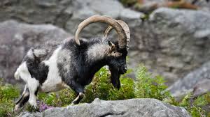 Image result for GOAT