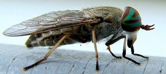 Image result for gambar tabanus striatus