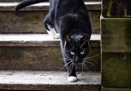 La prolifération des chats errants inquiète dans la MRC de Papineau