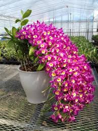 Image result for ����С���m