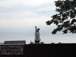 Image result for nipper albany