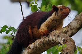 Image result for bhagwan mahavir wildlife sanctuary goa