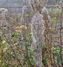 Waikato town blanketed in spider silk as thousands of spiders take flight