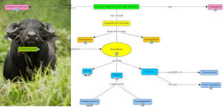 Image result for eyeball enucleation cattle