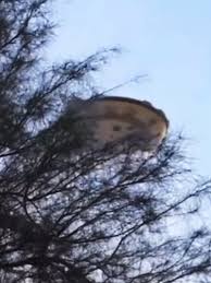 Ufo Asli Di Dunia Nyata | TikTok