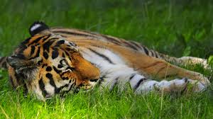 Man attacked by tiger at Yorkshire Wildlife Park — BBC