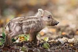 Image result for bore