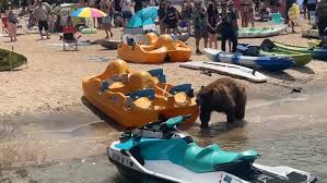 Video captures big black bear's casual stroll across crowded California beach