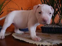 Resultado de imagen para pitbull cachorro