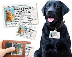 Image of dog wearing a license tag