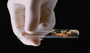Image result for ivf