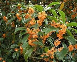 キンモクセイの画像