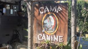 Dog Drowning Forces Camp Canine to Temporarily Shut Down, Community Outraged | News Channel 3-12