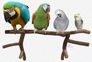 pictures of 2 parrots talking sounds like singing in the rain