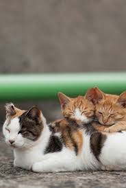 Hasil gambar untuk tempat teraneh di indonesia