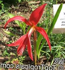 Image result for Jacobean lilies