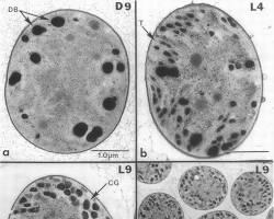 Image of Cyanothece sp. ATCC 51142