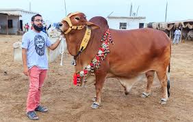 Image result for bakra eid 2015 pakistan