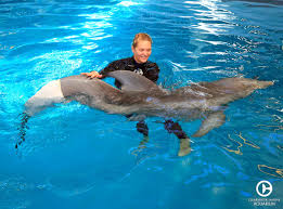 Both wearing prosthetic flippers, boy and dolphin swim and bond. n