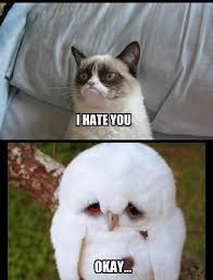 Image result for funny white owl