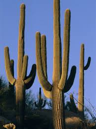 Image result for saguaro cactus
