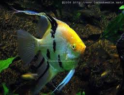 Image result for angelfish