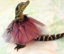 Image result for crocodile in a skirt