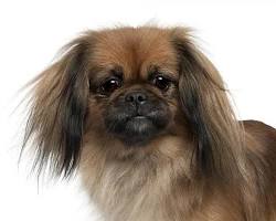 Imagen de Pequinés dog