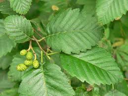 Image result for alder leaves