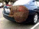 Bees on car