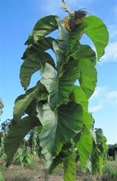 Image result for sagwan image green tree image