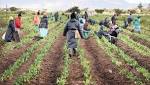 African farmers group believes land