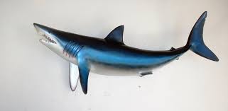 shark fish కోసం చిత్ర ఫలితం