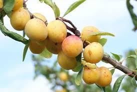 Image result for early transparent gage