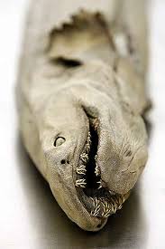 Resultado de imagen de acuario de donosti