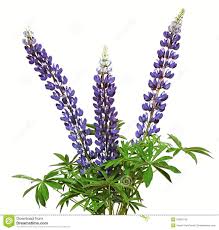 Image result for lupine