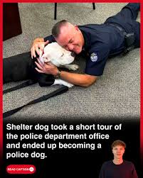 Top - He came for a day. He stayed for life. 🐾💙 A sweet shelter pup visited the police department for a one-day field trip… and totally stole everyone's heart. What started