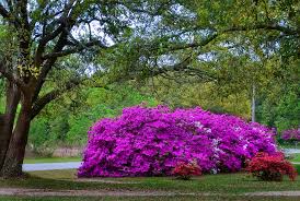 Image result for Azalea azaleas