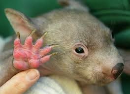 Image result for wombat