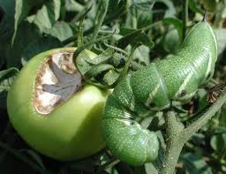 tomato hornworm ile ilgili görsel sonucu