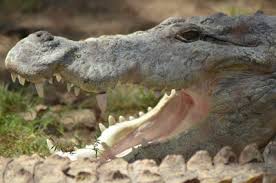 Image result for free pictures of chattbir zoo