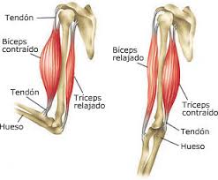 Resultado de imagen para sistema musculo esqueletico