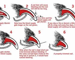 תמונה של Dog nail with quick