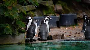 Zoo Dortmund will Pinguin-Gehege abreißen: Zustand „nicht mehr zeitgemäß“
