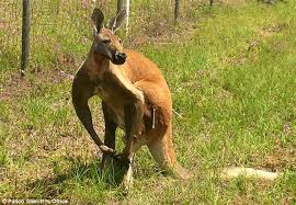 Image result for kangaroo male