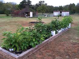 Résultat de recherche d'images pour "burying fig trees"